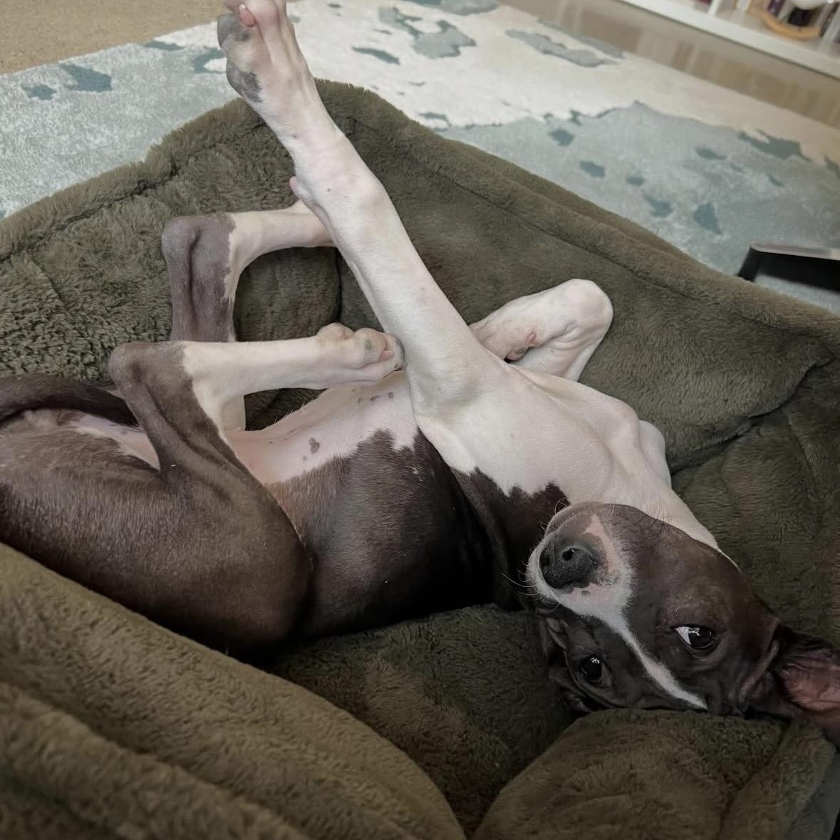 Enlarge Ivy, an adopted mixed breed in Richmond, VA image 2/5