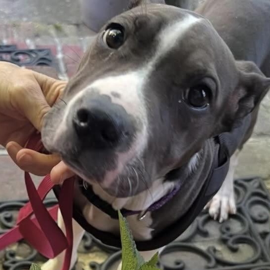 Enlarge Ivy, an adopted mixed breed in Richmond, VA image 4/5