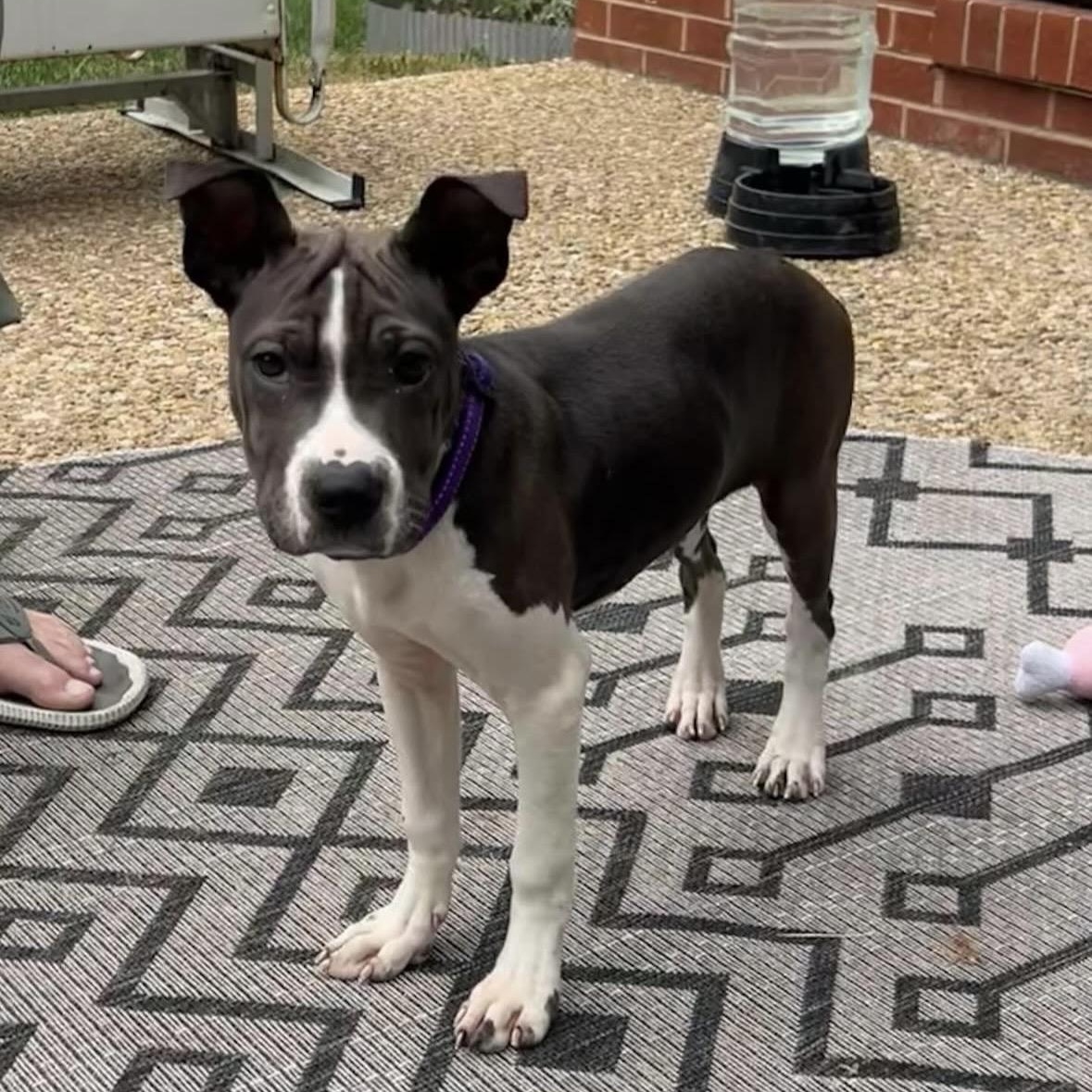 Enlarge Ivy, an adopted mixed breed in Richmond, VA image 5/5