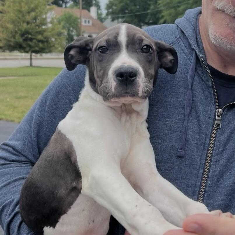 Enlarge Ivy, an adopted mixed breed in Richmond, VA image 1/5