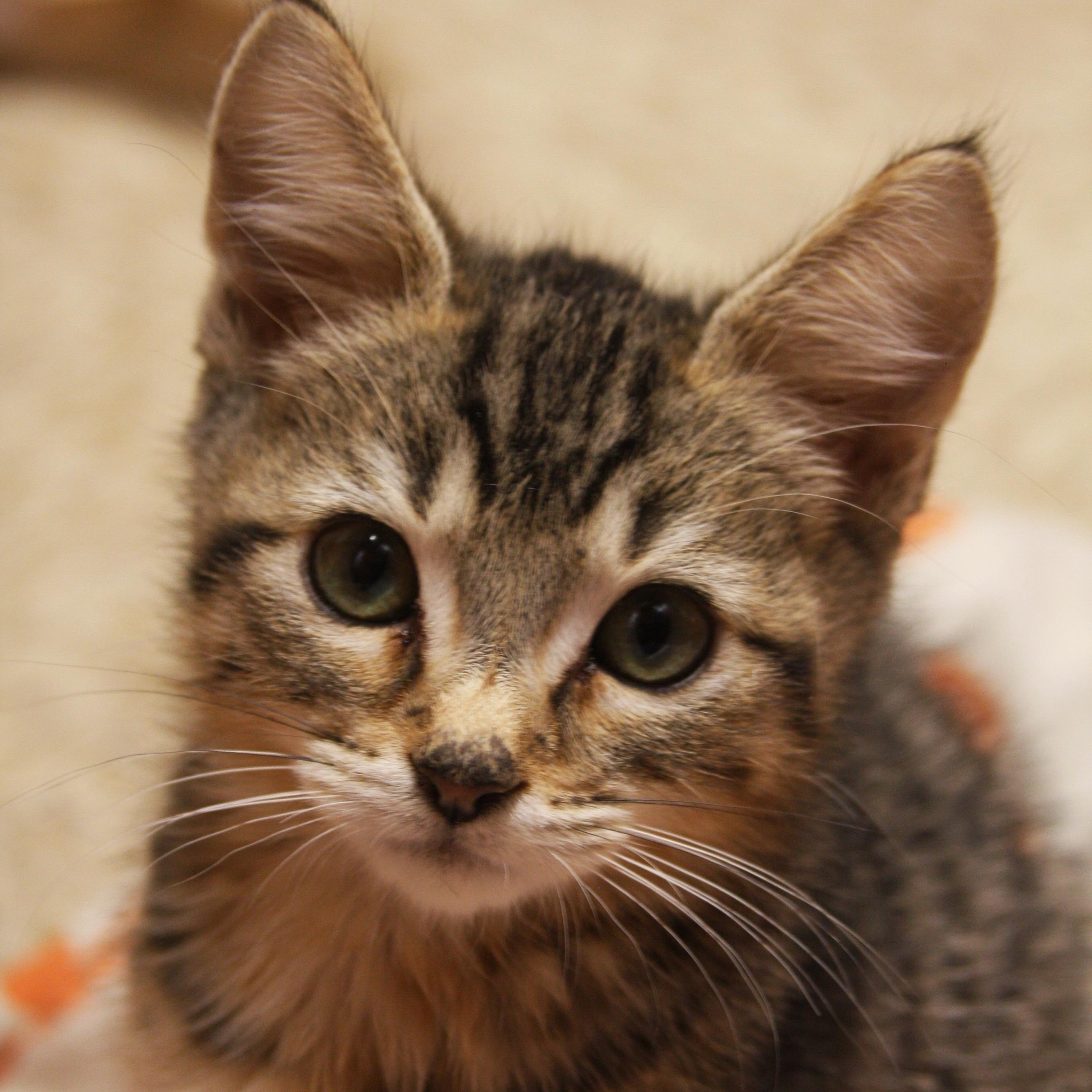 Vinnie, ADOPTABLE, Kitten Male Domestic Short Hair.