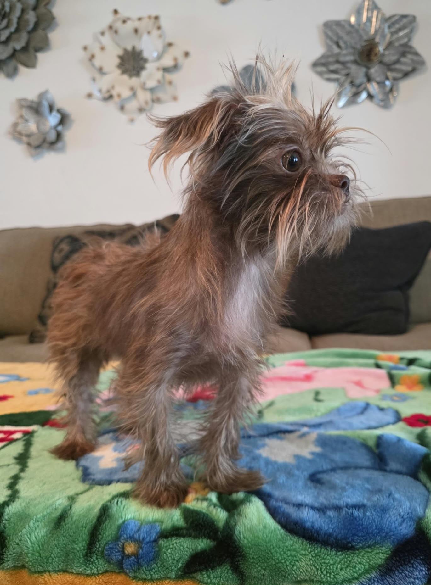 Enlarge Popeye, a Adoptable mixed breed in Nashua, NH image 4/6