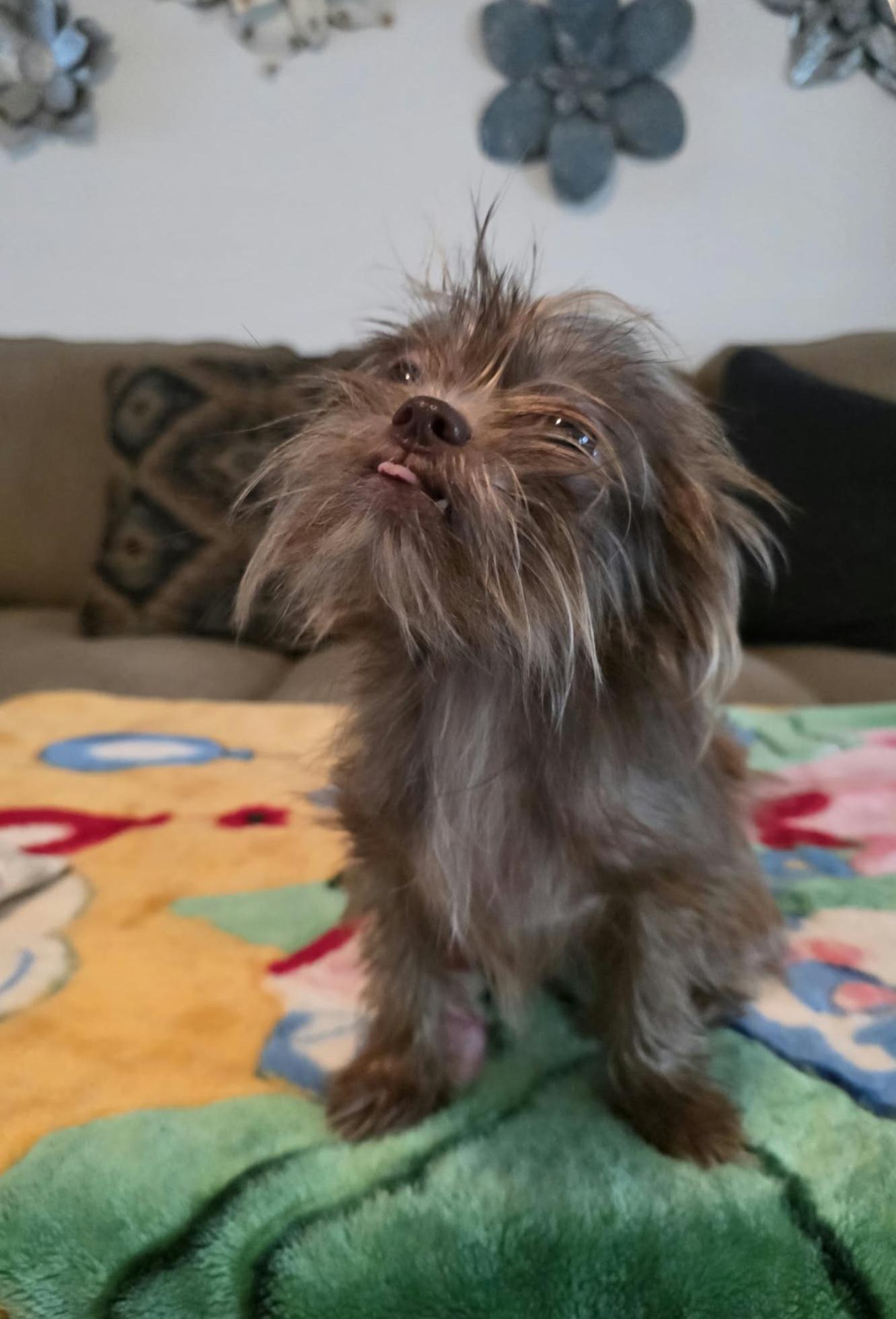 Popeye, Adoptable, Young Male Affenpinscher & Shih Tzu.