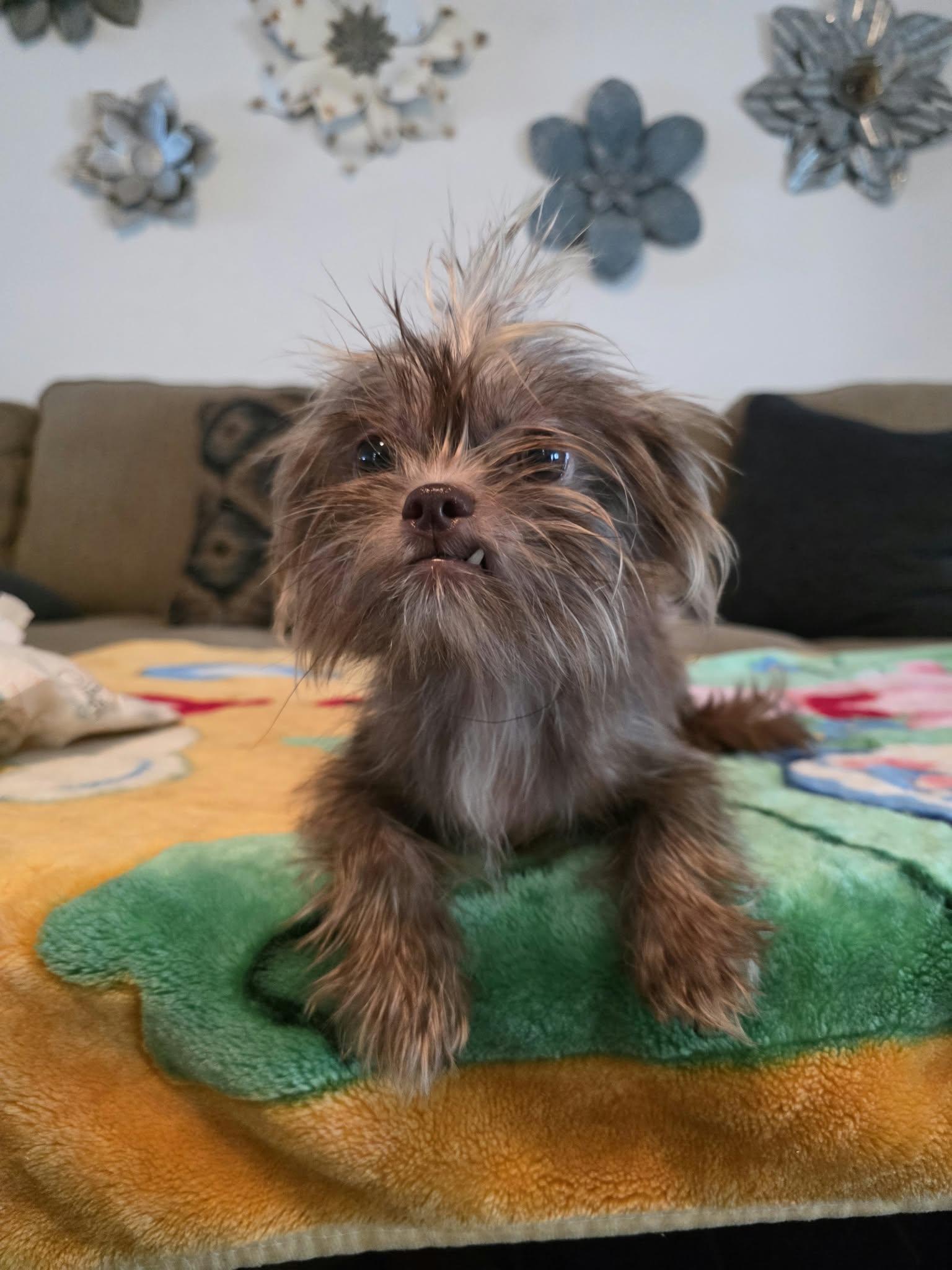 Enlarge Popeye, a Adoptable mixed breed in Nashua, NH image 3/6