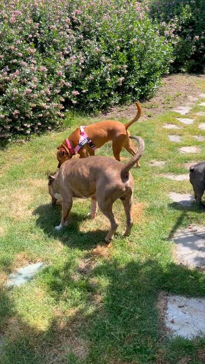 Enlarge Zazu, a Adoptable mixed breed in Portland, OR video 6/6