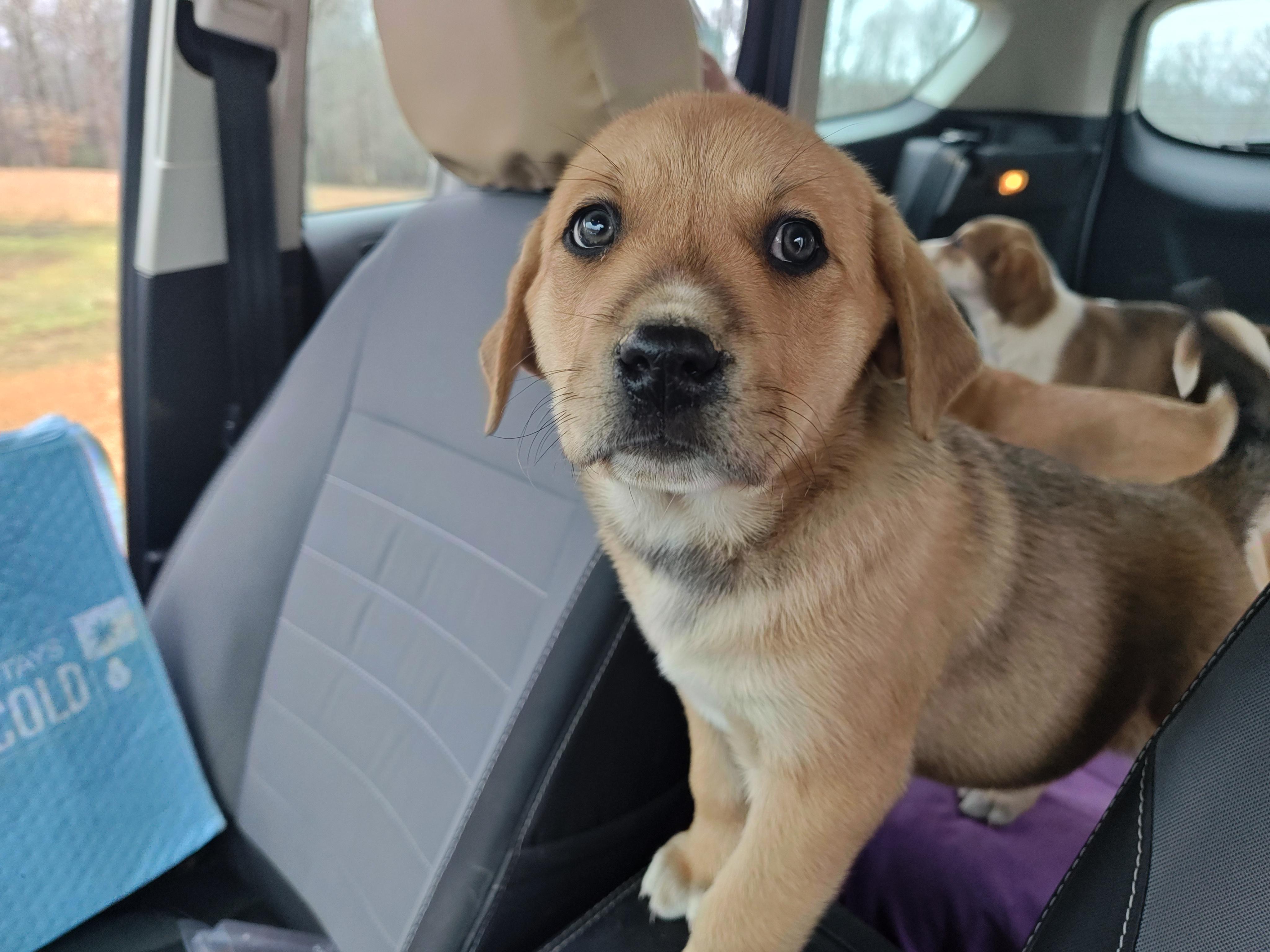 Ilia Olympians — thumbnail 2