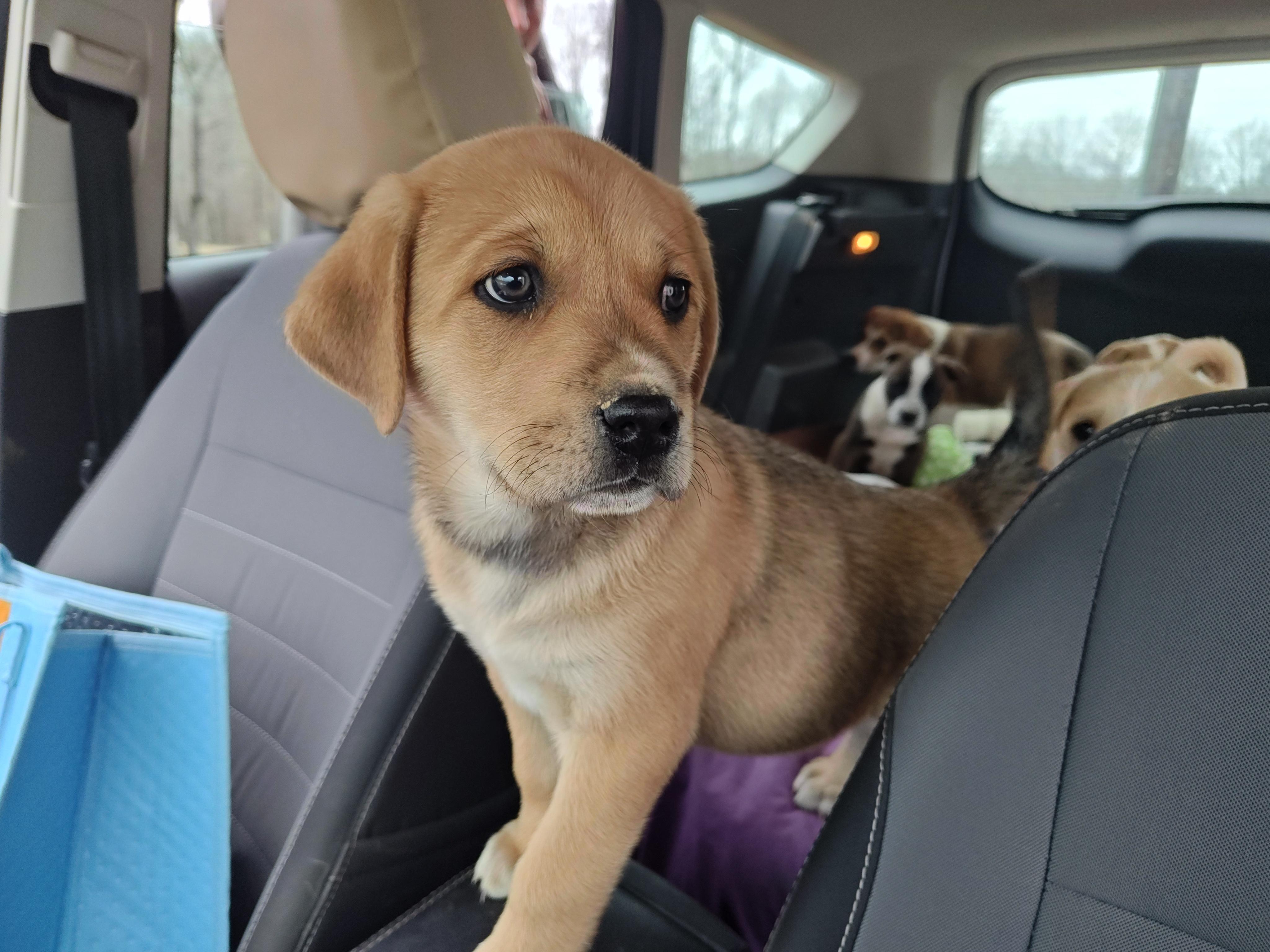 Ilia Olympians — thumbnail 3