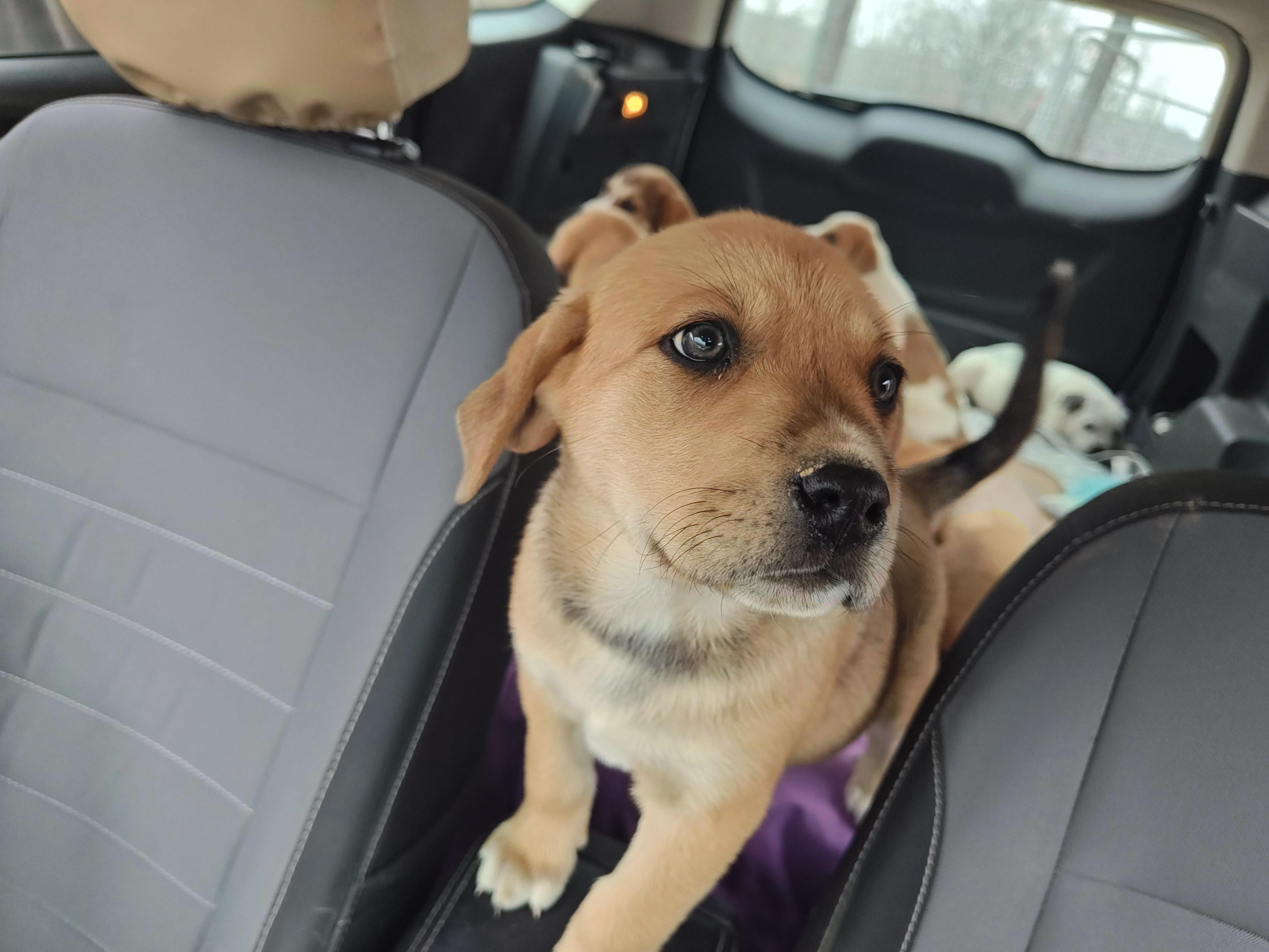 Ilia Olympians — thumbnail 4