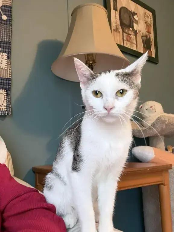 Yoga, Adoptable, Kitten Female Domestic Short Hair.