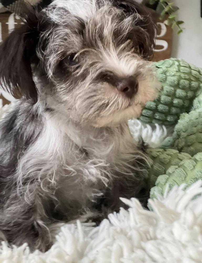 Enlarge Aiden, a Adopted Schnauzer in Milton, GA image 1/5