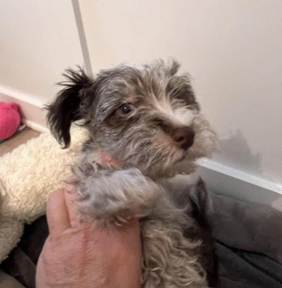 Enlarge Aiden, a Adopted Schnauzer in Milton, GA image 2/5