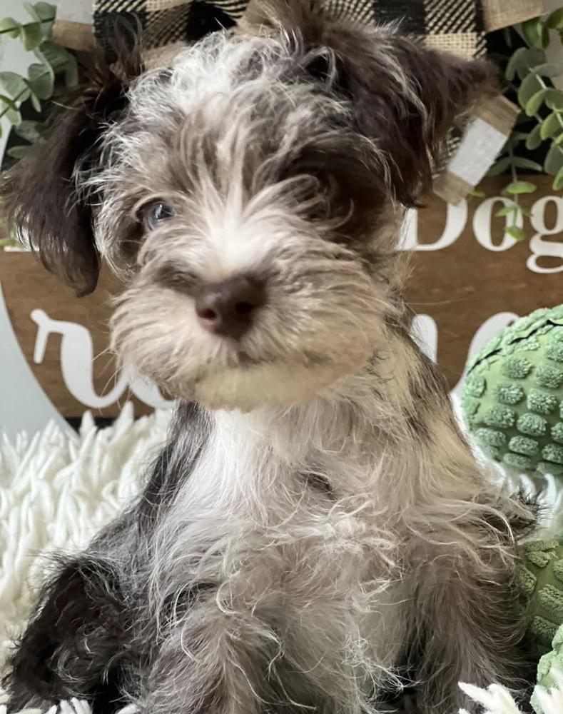 Enlarge Aiden, a Adopted Schnauzer in Milton, GA image 3/5