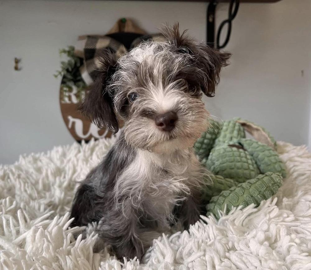 Enlarge Aiden, a Adopted Schnauzer in Milton, GA image 4/5