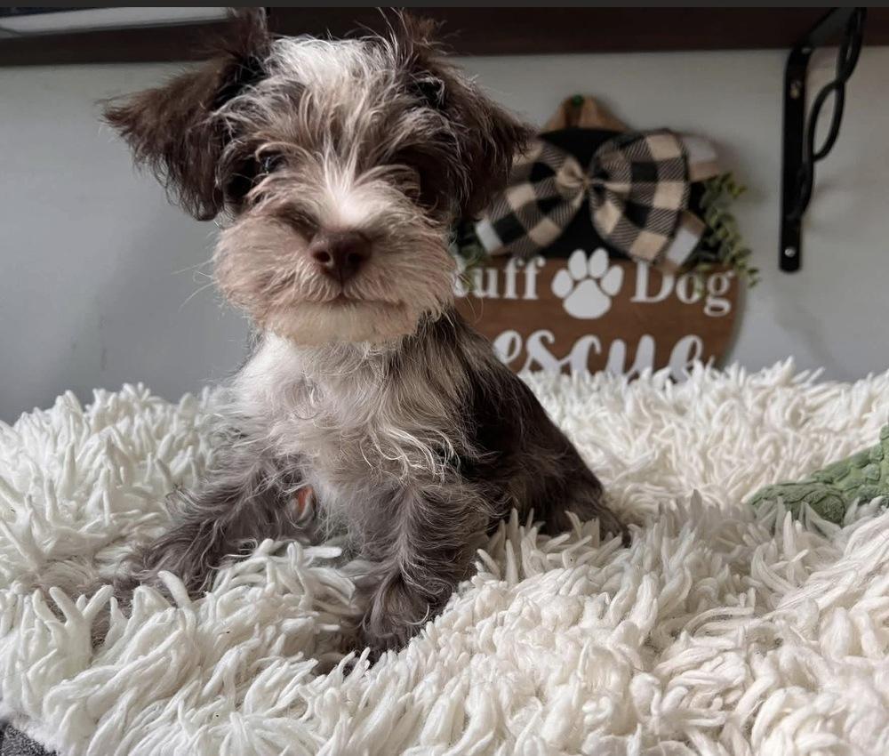 Enlarge Aiden, a Adopted Schnauzer in Milton, GA image 5/5
