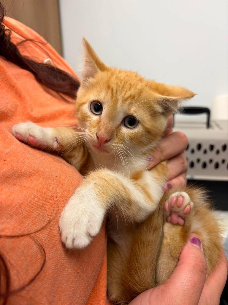 Jim-Bob, Adoptable, Kitten Male Domestic Medium Hair.