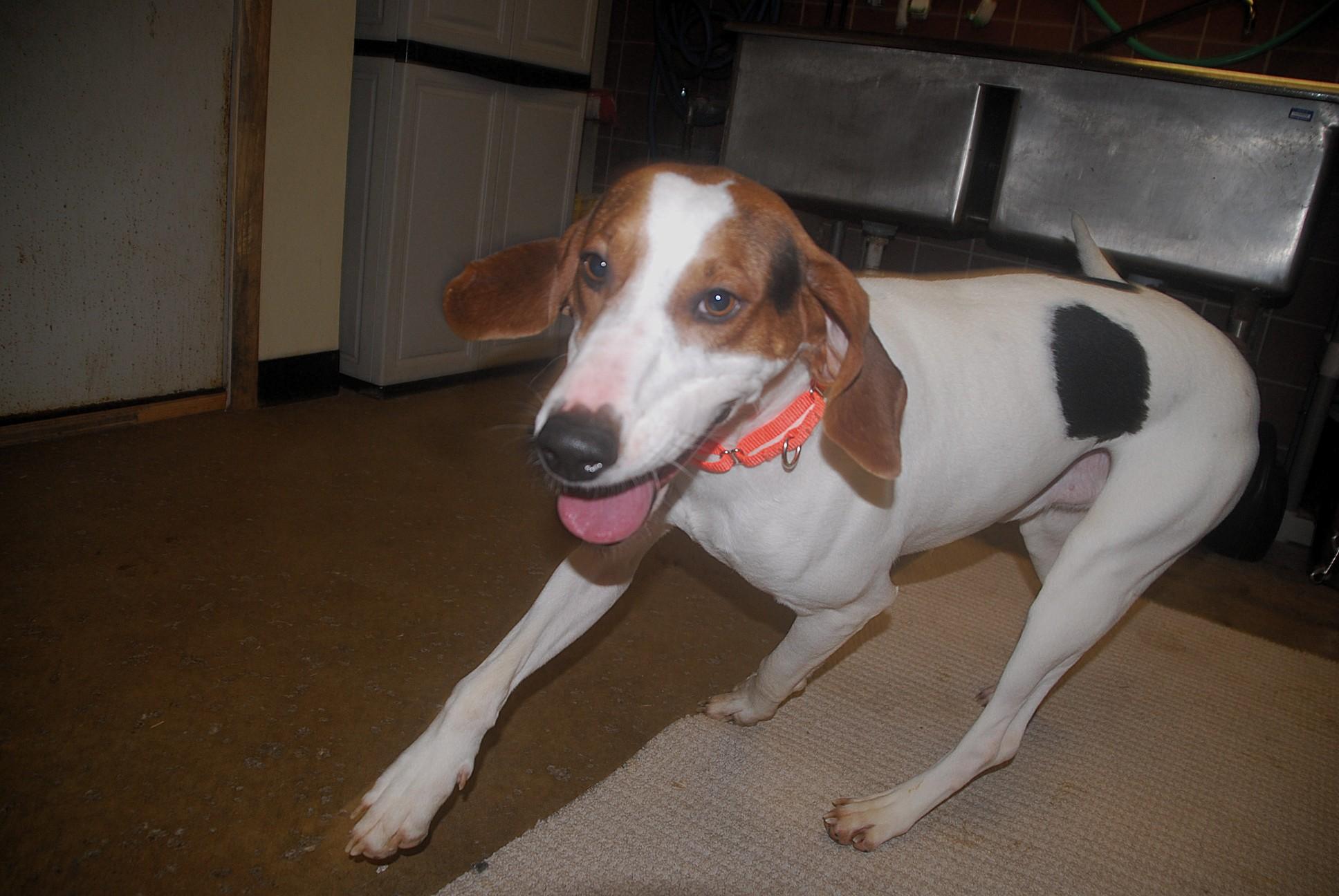 Enlarge Chaplin, a ADOPTABLE Coonhound in Chardon, OH image 2/6