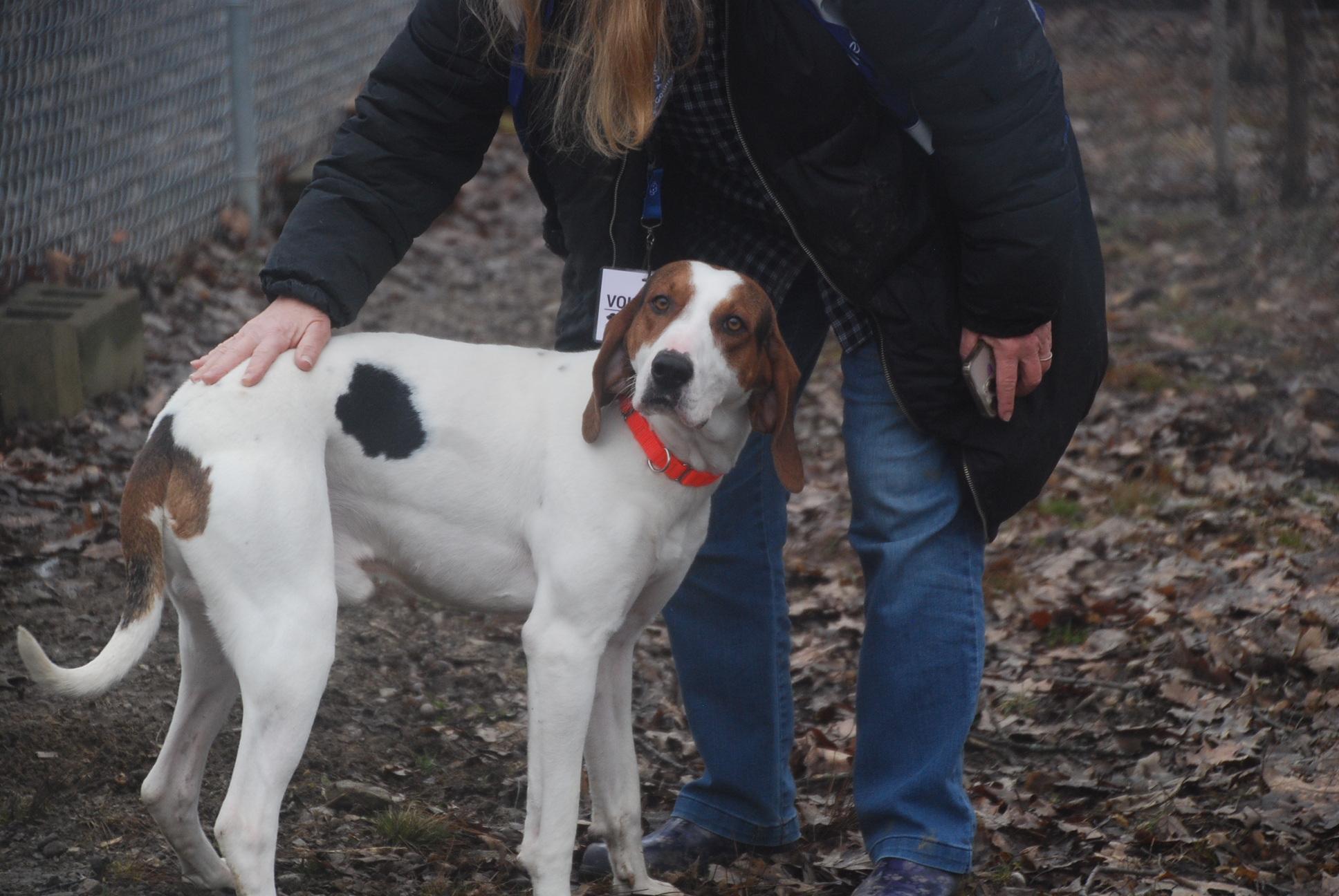 Enlarge Chaplin, a ADOPTABLE Coonhound in Chardon, OH image 5/6