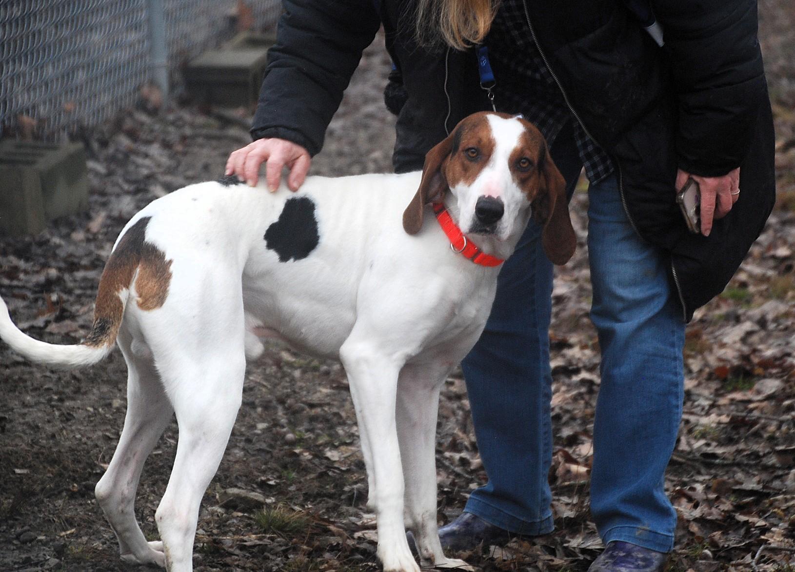 Enlarge Chaplin, a ADOPTABLE Coonhound in Chardon, OH image 3/6