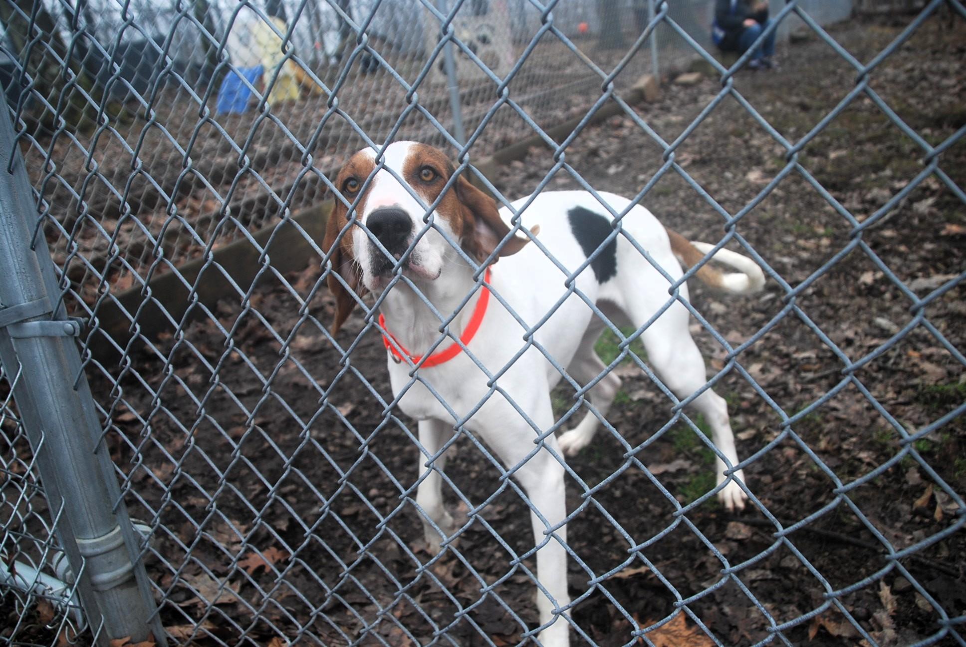 Enlarge Chaplin, a ADOPTABLE Coonhound in Chardon, OH image 6/6