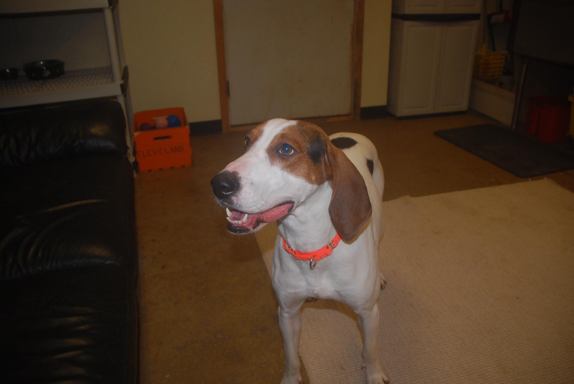 Enlarge Chaplin, a ADOPTABLE Coonhound in Chardon, OH image 4/6