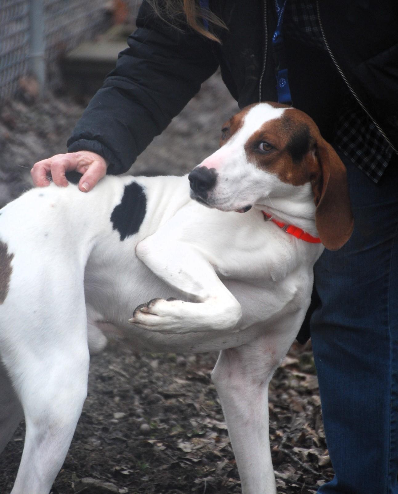Chaplin, ADOPTABLE, Adult Male Coonhound.