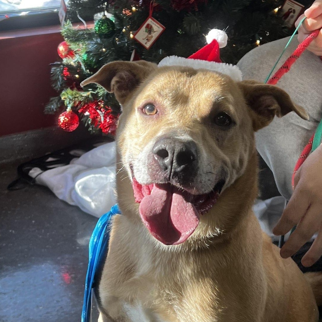 Rocky, Adoptable, Adult Male Yellow Labrador Retriever & Pit Bull Terrier.