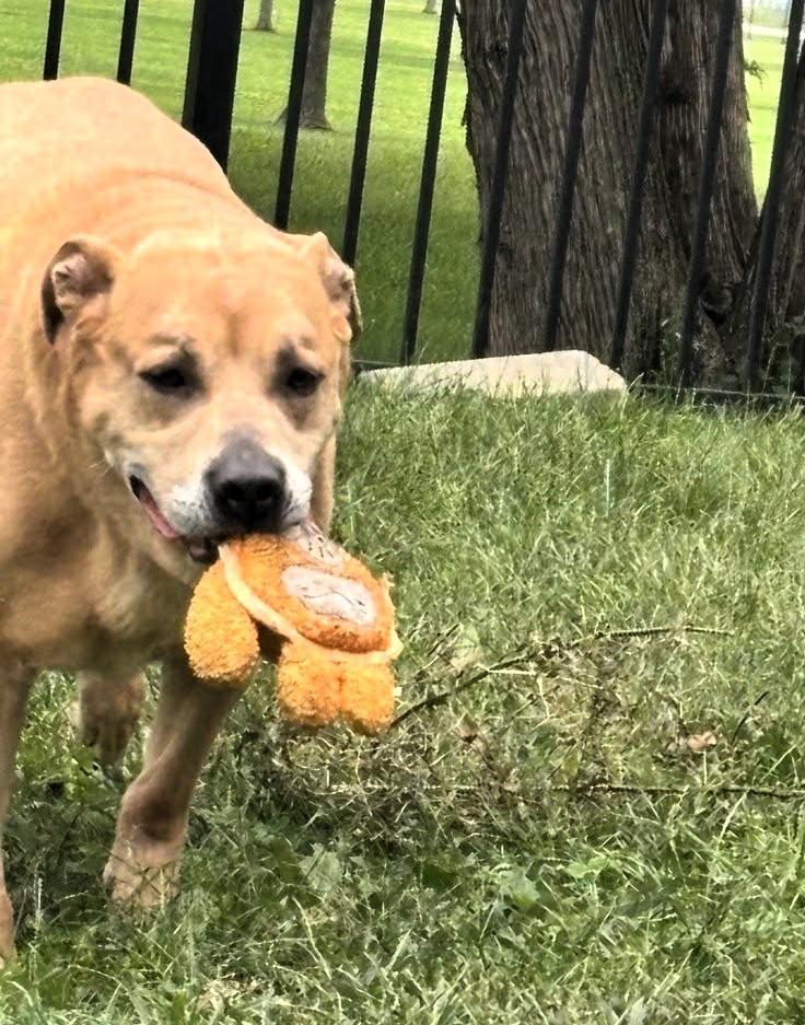 Rocky, Adoptable, Senior Male Yellow Labrador Retriever & Pit Bull Terrier.