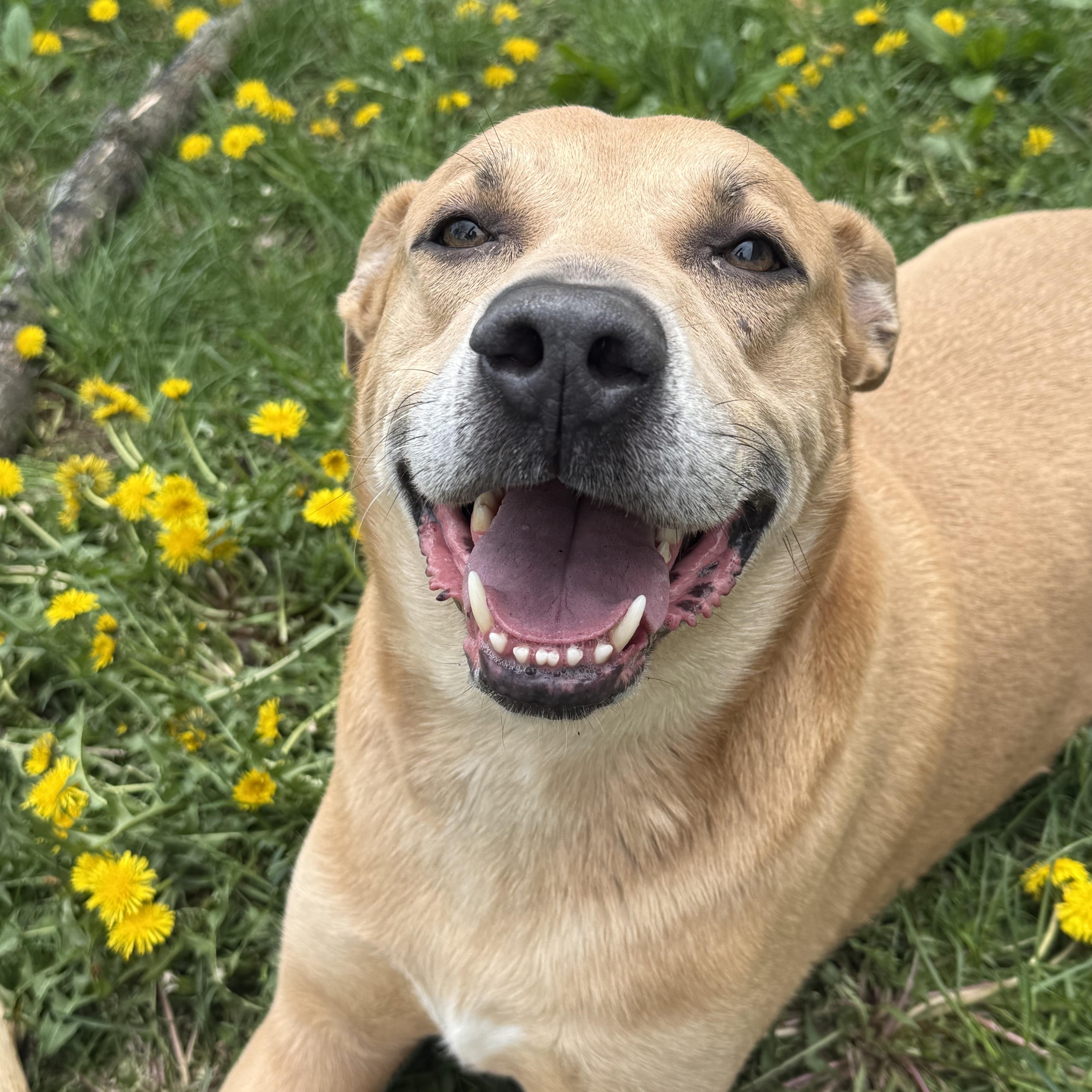 Rocky, Adoptable, Adult Male Yellow Labrador Retriever & Pit Bull Terrier.