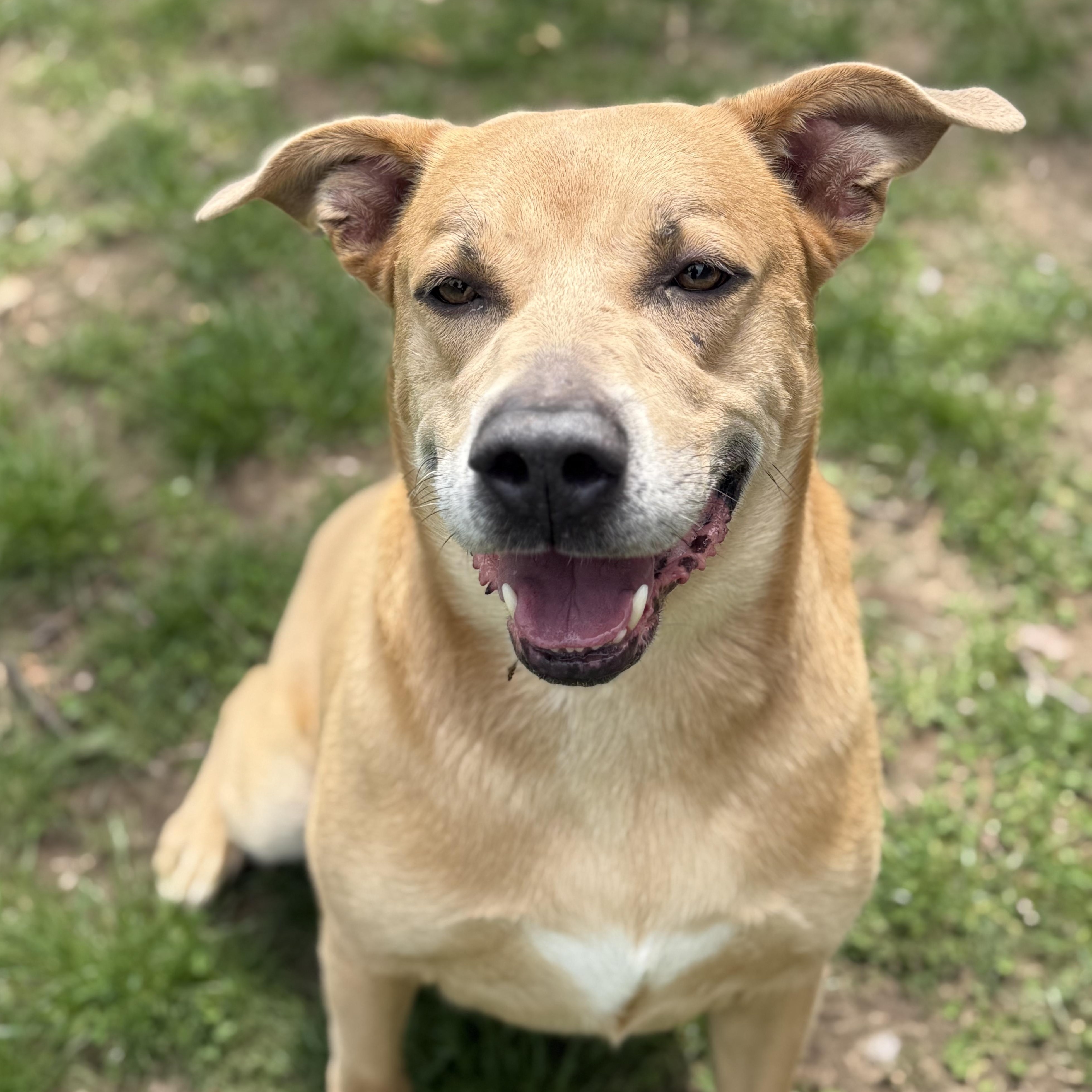 Enlarge Rocky, a Adoptable mixed breed image 2/6