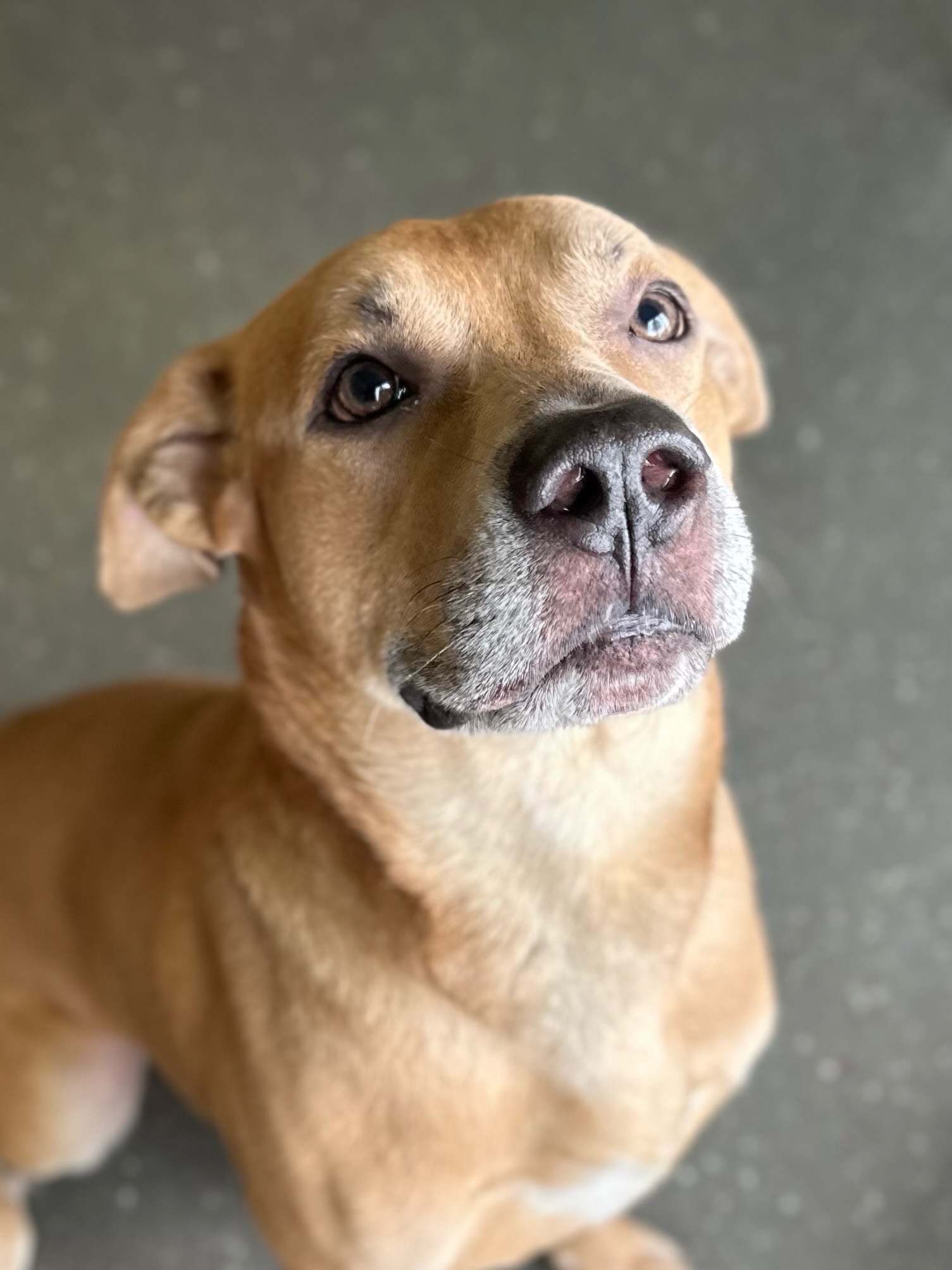 Enlarge Rocky, a Adoptable mixed breed image 5/6