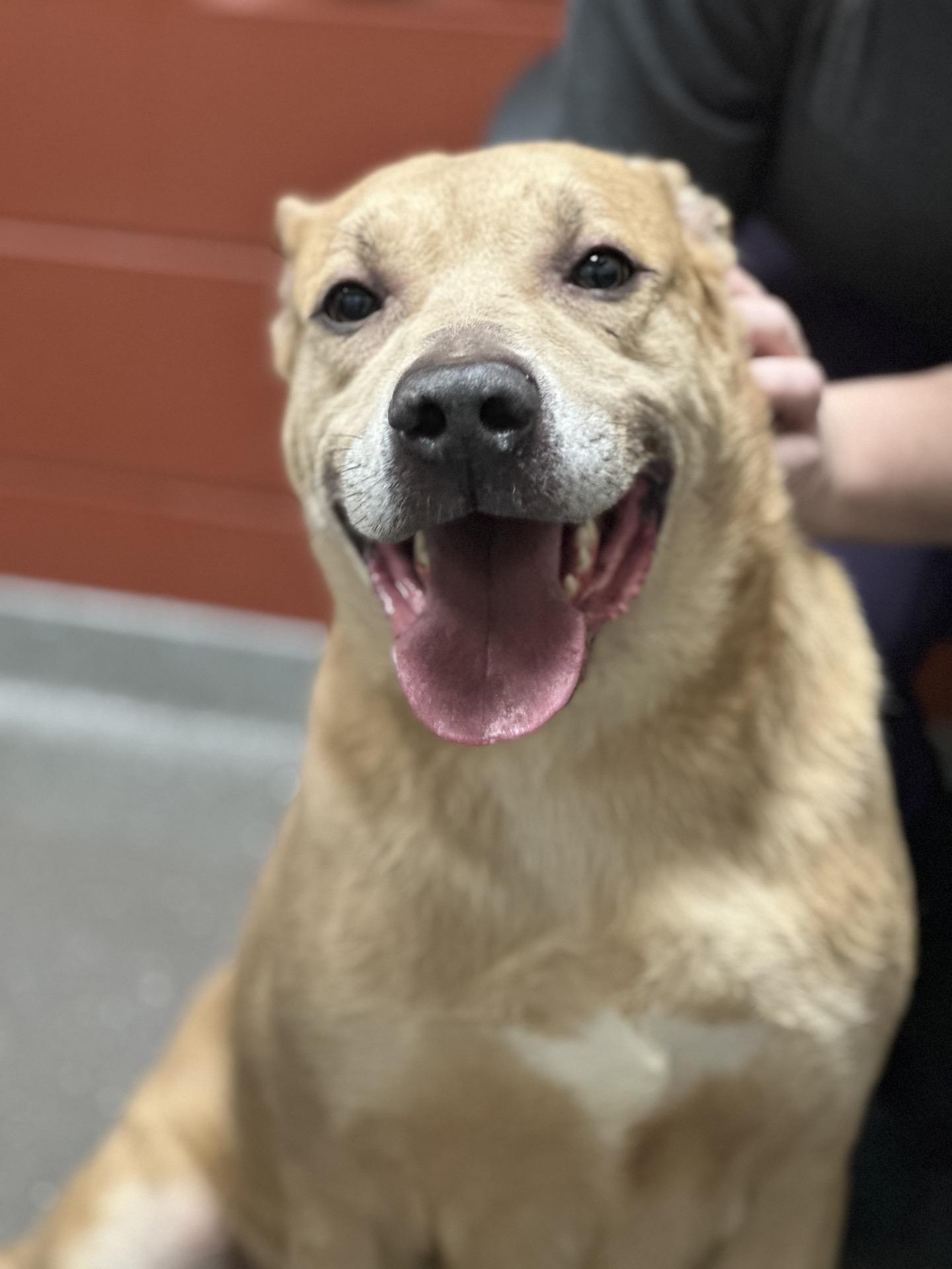 Enlarge Rocky, a Adoptable mixed breed in Valparaiso, IN image 3/6