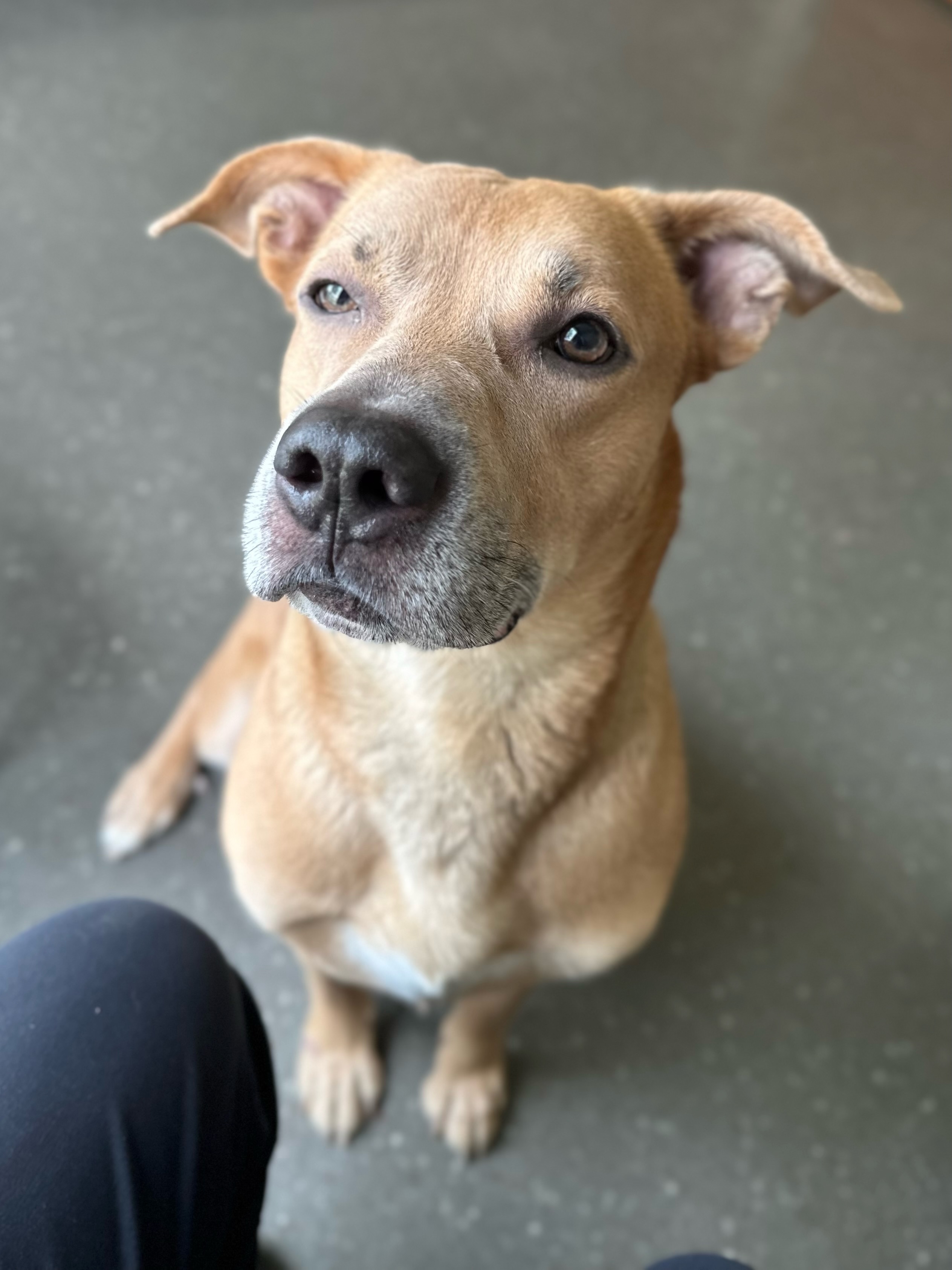 Enlarge Rocky, a Adoptable mixed breed image 6/6