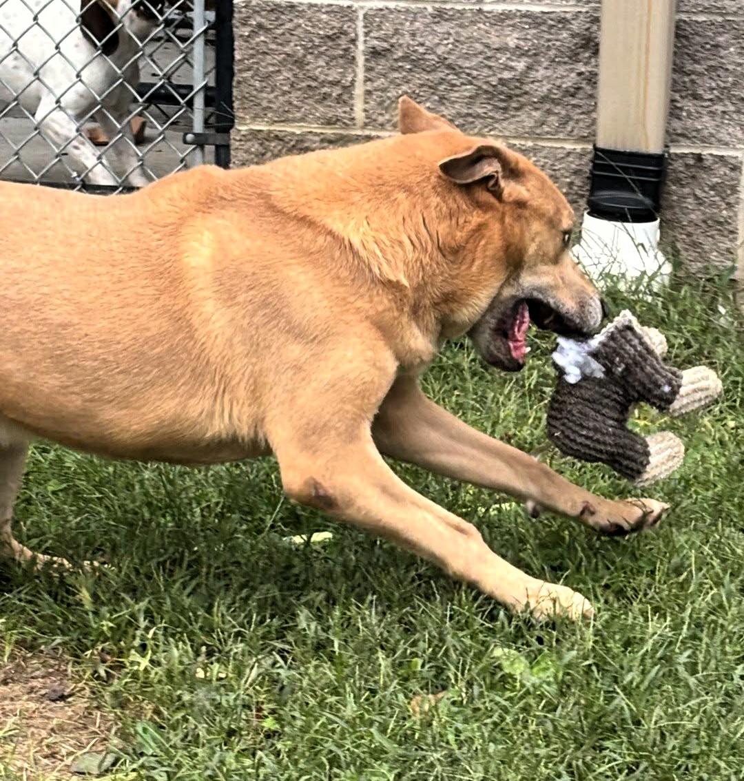 Enlarge Rocky, a Adoptable mixed breed in Valparaiso, IN image 2/6