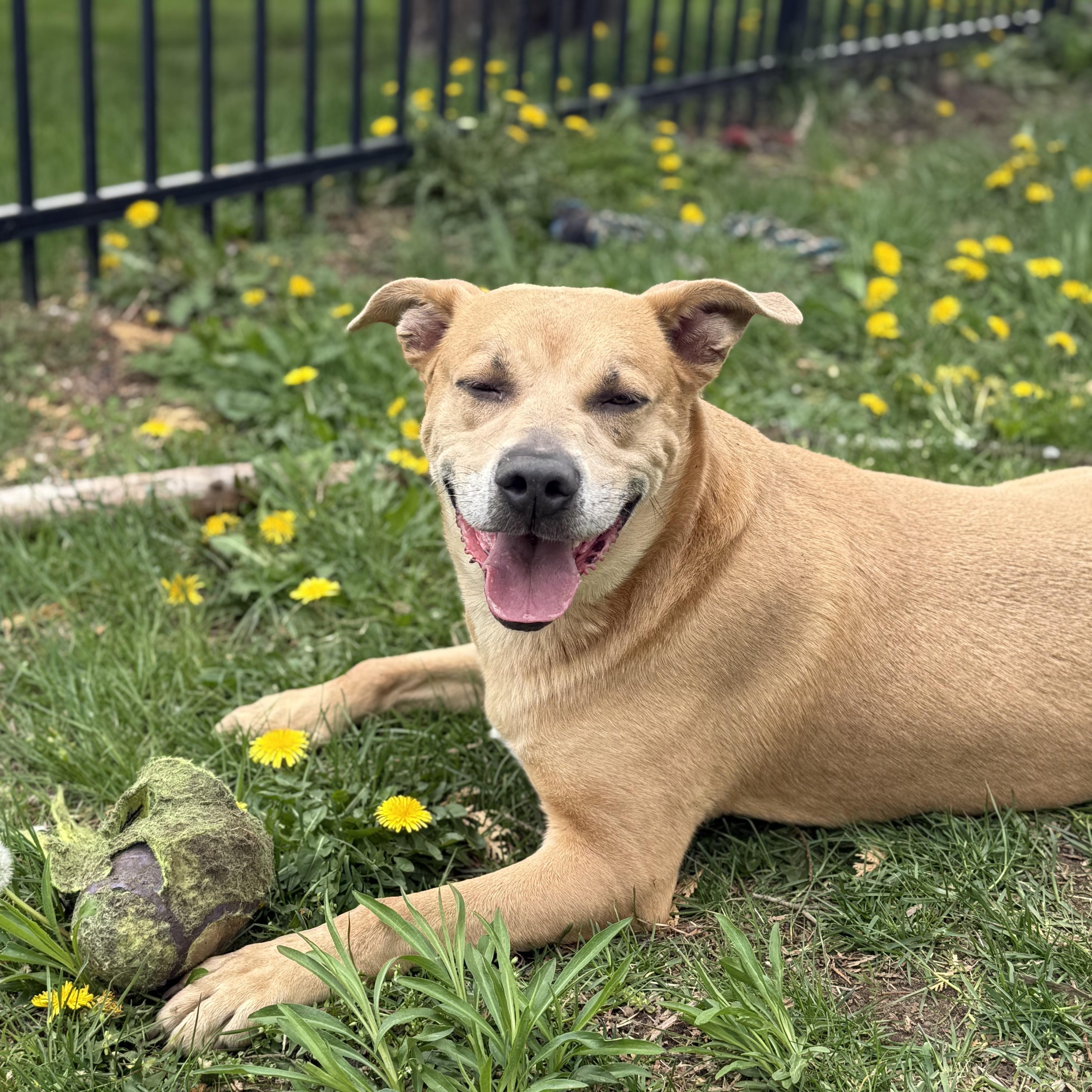 Enlarge Rocky, a Adoptable mixed breed image 3/6