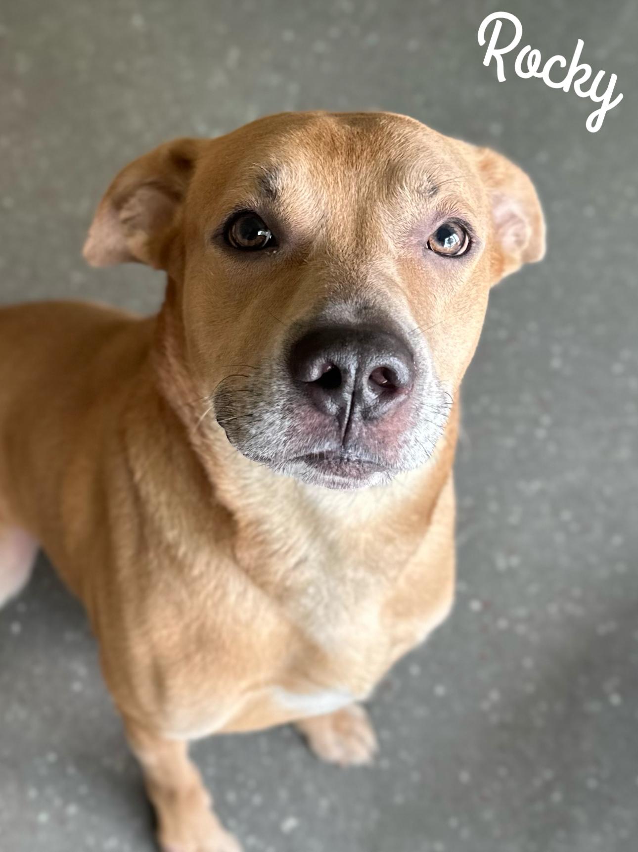 Enlarge Rocky, a Adoptable mixed breed image 4/6