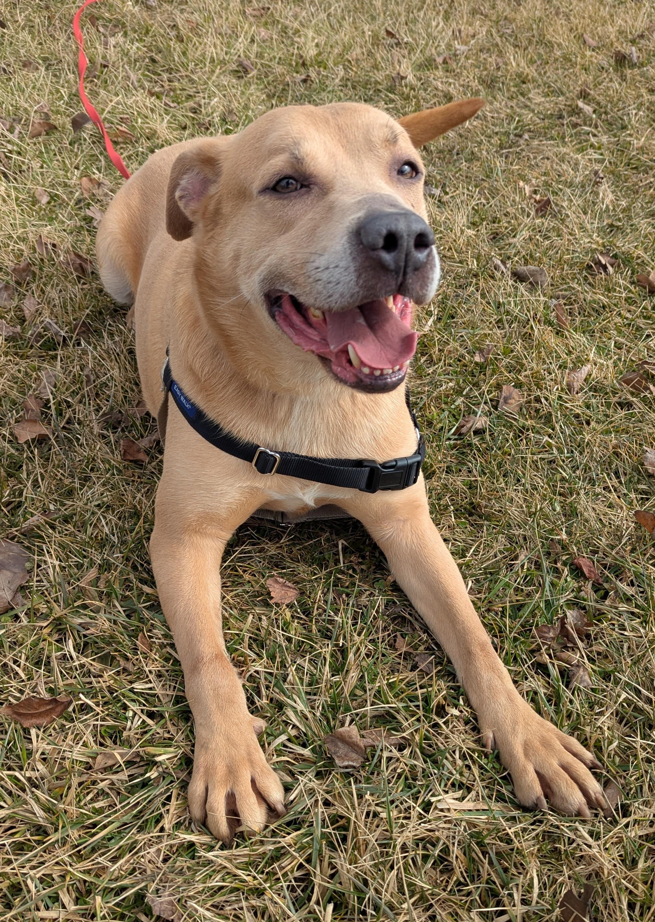 Enlarge Rocky, a Adoptable mixed breed in Valparaiso, IN image 1/6