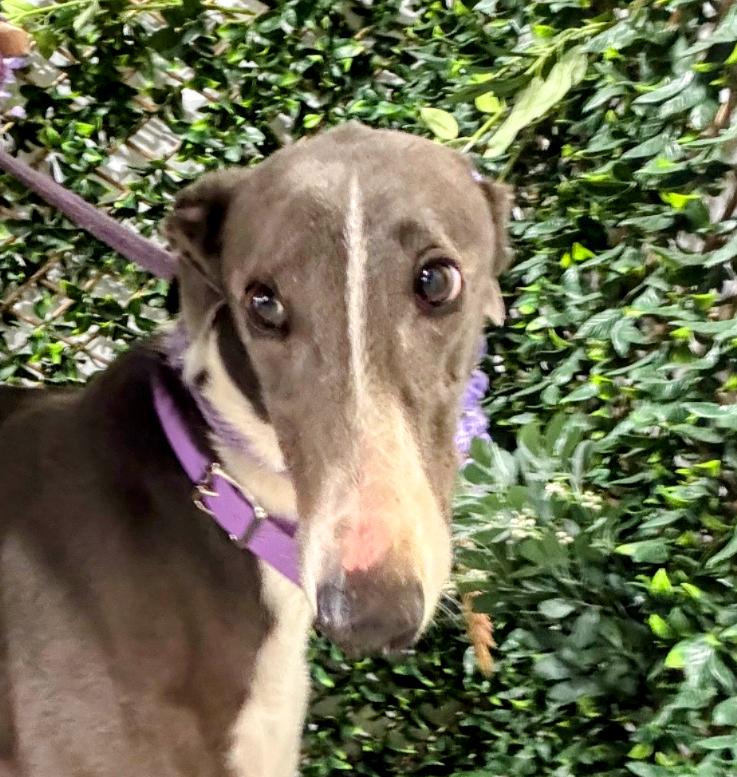 Jimmy Greyhound Dog