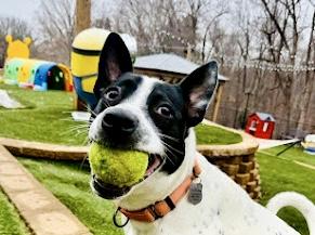 Enlarge Keira , a ADOPTABLE Australian Cattle Dog / Blue Heeler in POTOMAC, MD image 2/4