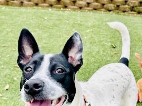 Enlarge Keira , a ADOPTABLE Australian Cattle Dog / Blue Heeler in POTOMAC, MD image 4/4