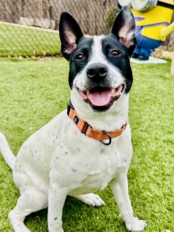 Enlarge Keira , a ADOPTABLE Australian Cattle Dog / Blue Heeler in POTOMAC, MD image 3/4