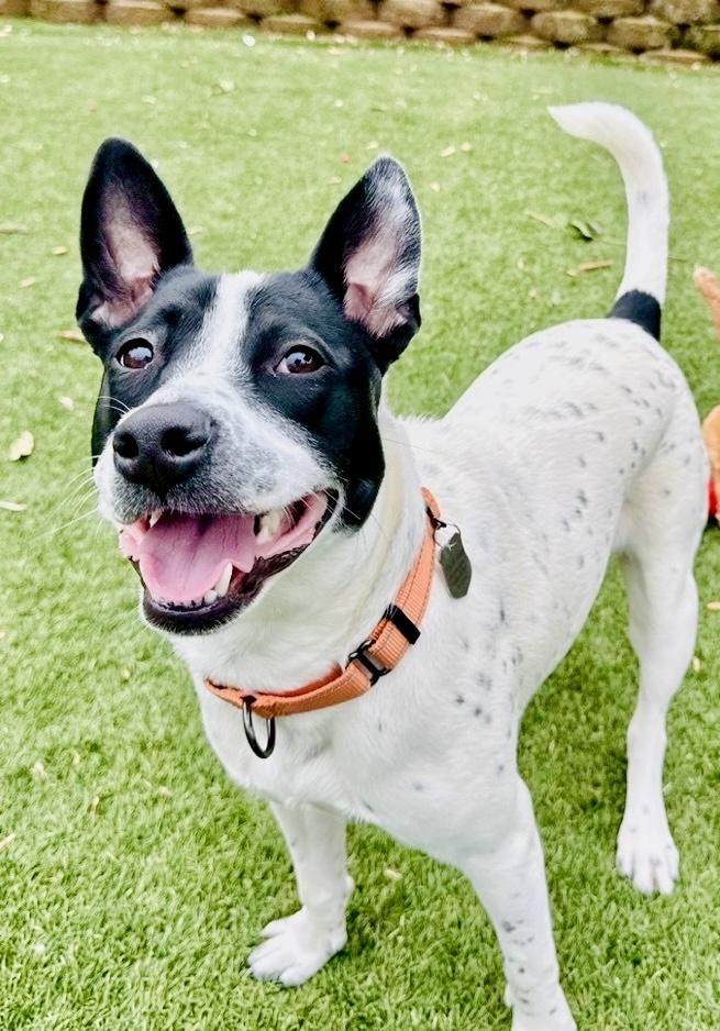 Enlarge Keira , a ADOPTABLE Australian Cattle Dog / Blue Heeler in POTOMAC, MD image 1/4