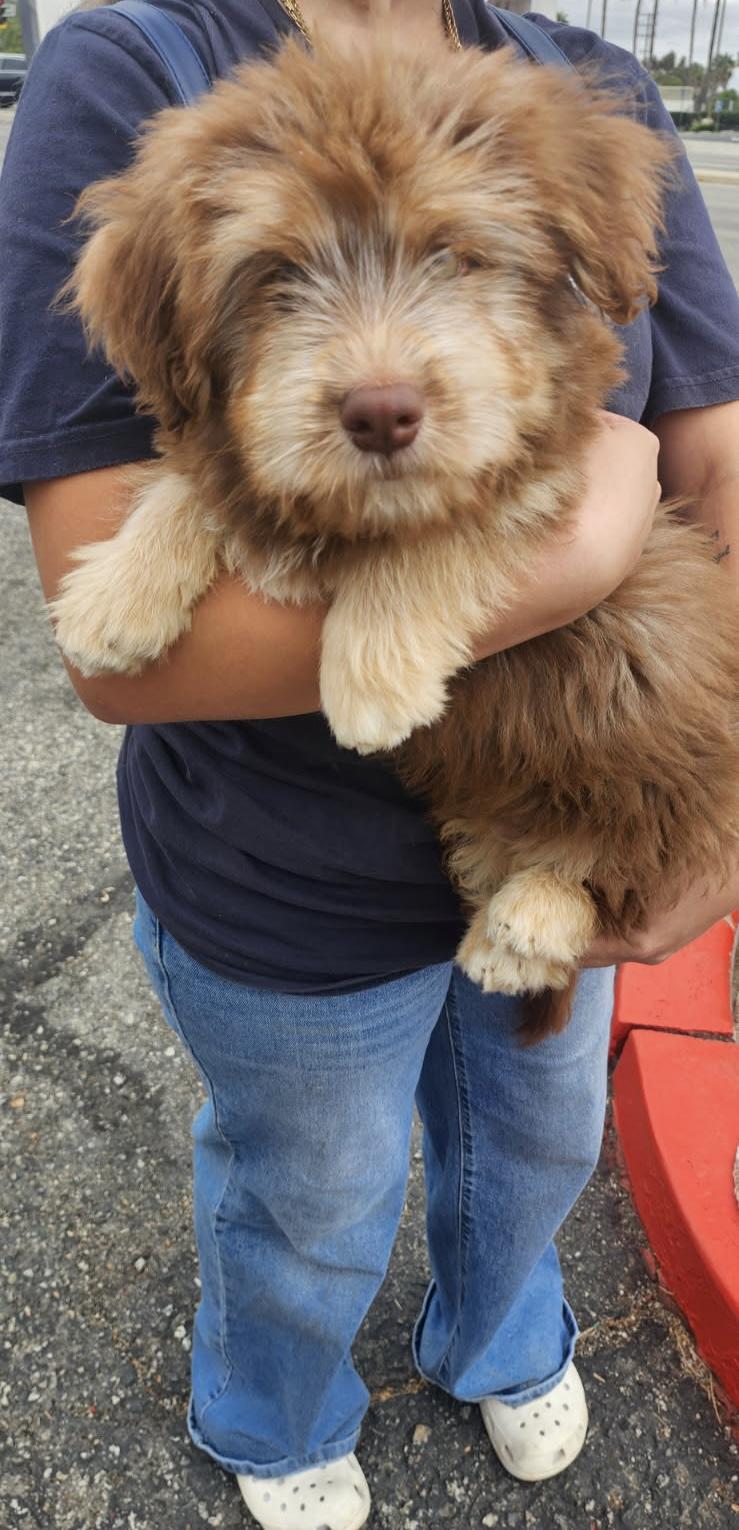 Enlarge Huxley, a Adoptable mixed breed in Torrance, CA image 2/3