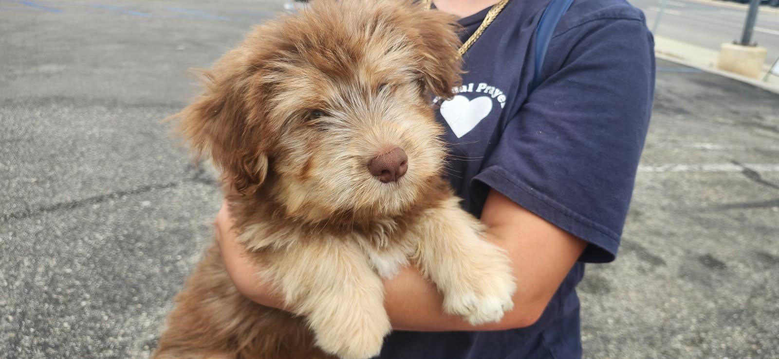 Enlarge Huxley, a Adoptable mixed breed in Torrance, CA image 1/3