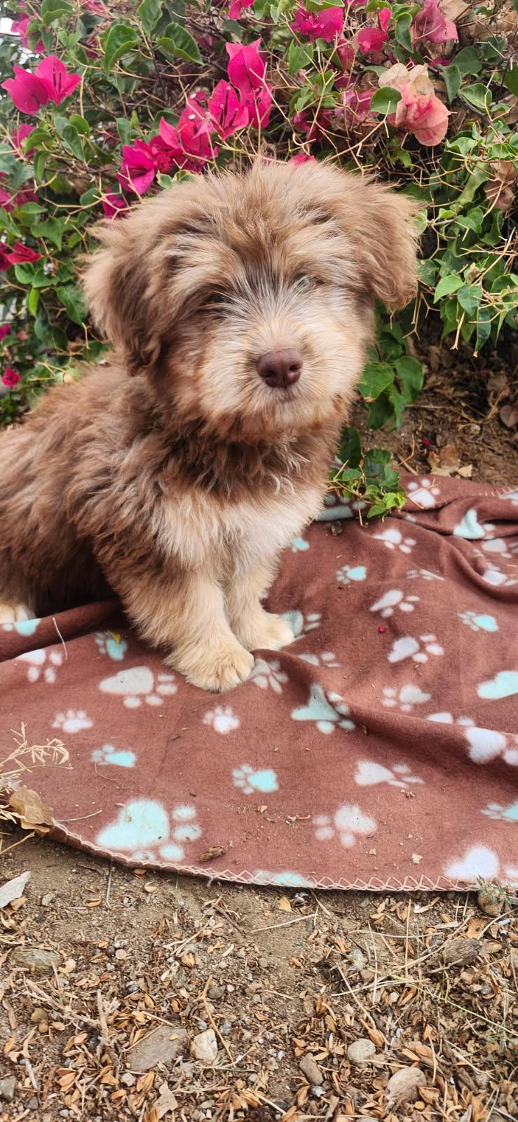 Enlarge Huxley, a Adoptable mixed breed in Torrance, CA image 3/3