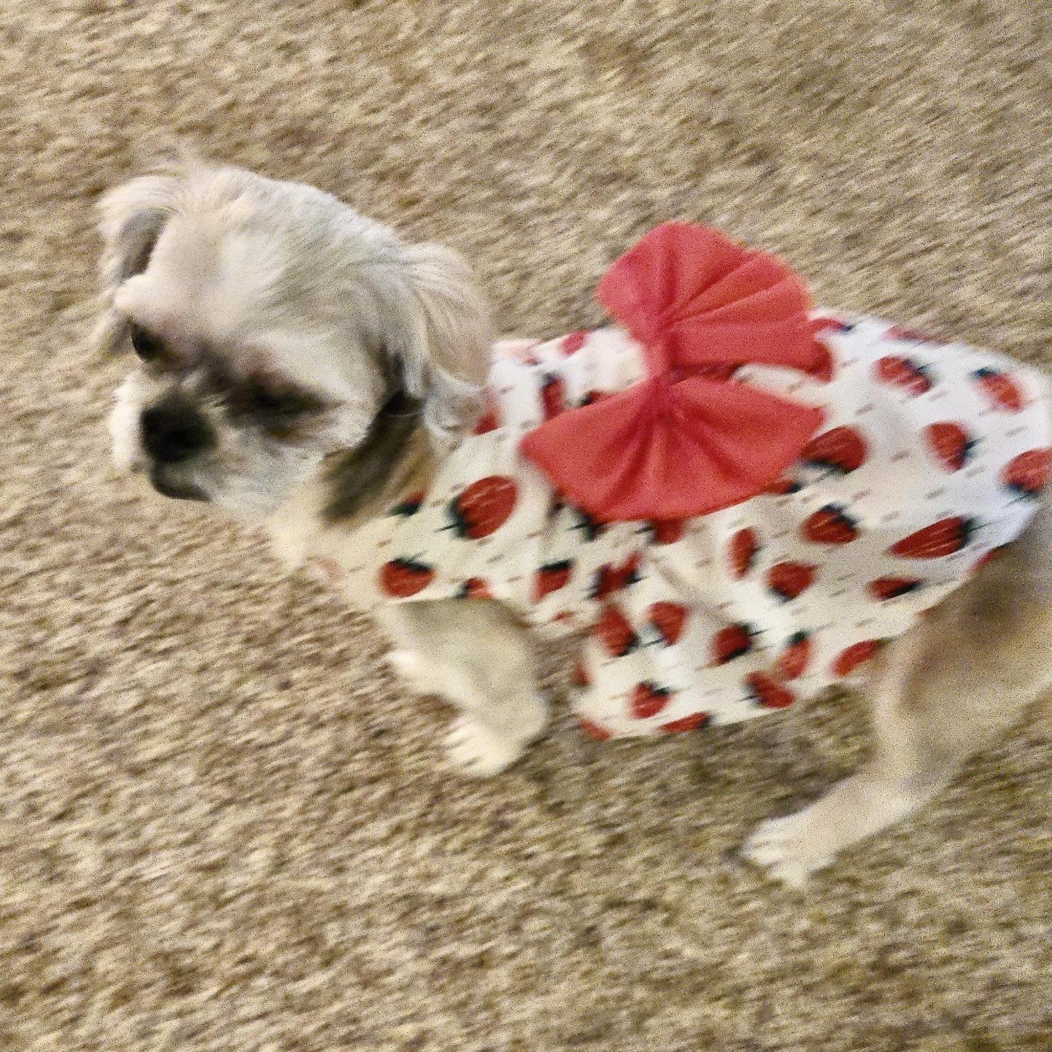 Enlarge Tesse Turner, a Adoptable Shih Tzu in Plano, TX image 2/2