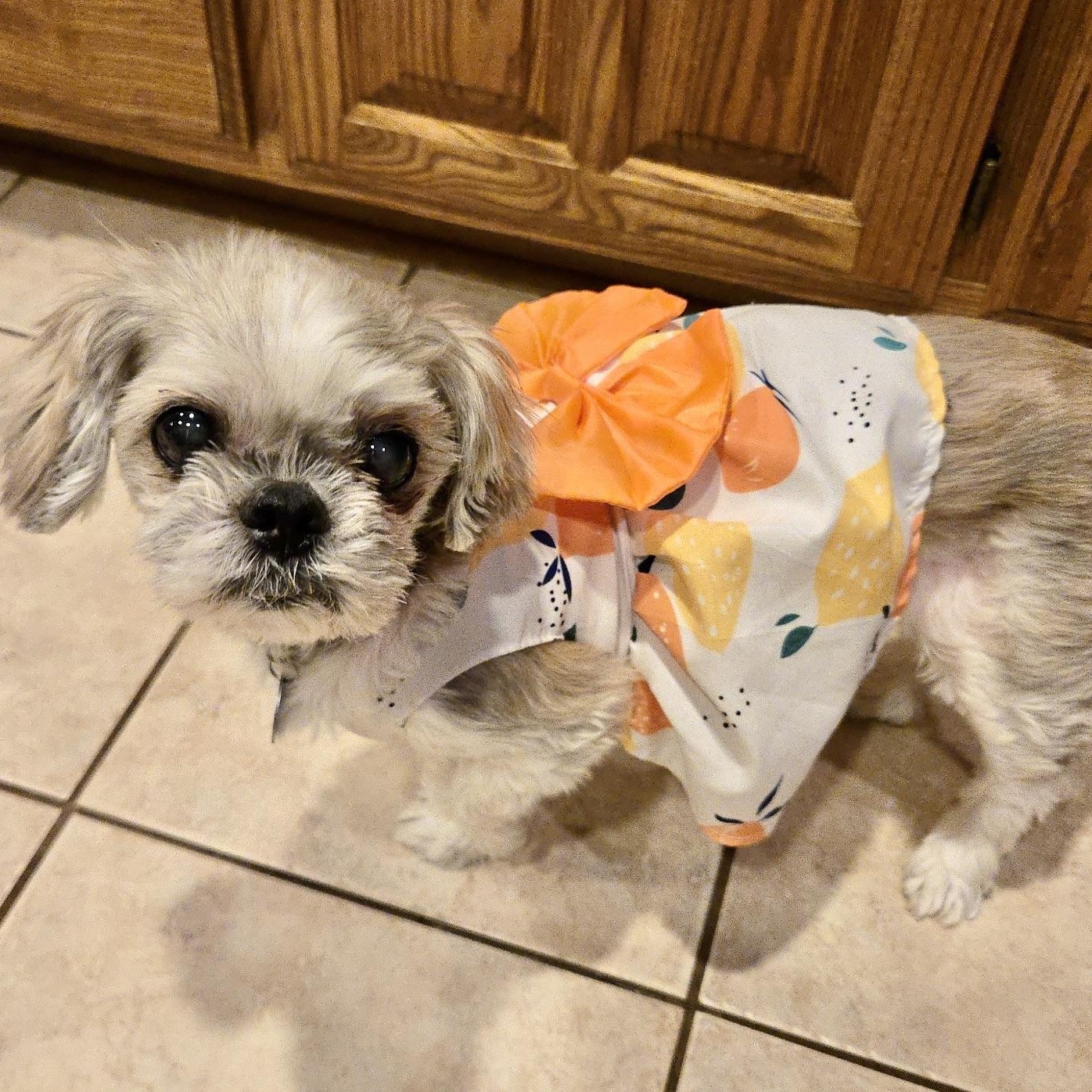 Enlarge Tesse Turner, a Adoptable Shih Tzu in Plano, TX image 1/2