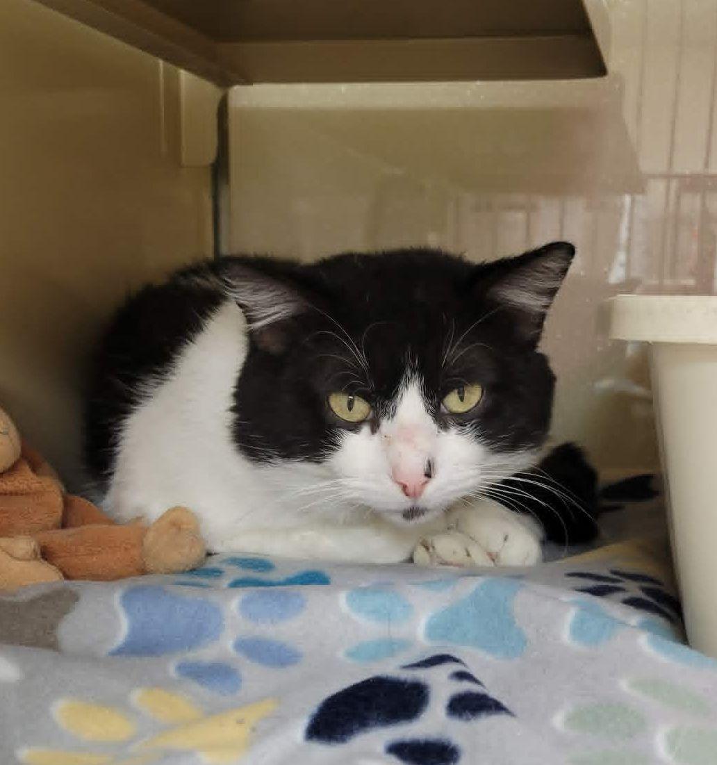 Luther, ADOPTABLE, Adult Male Domestic Short Hair.