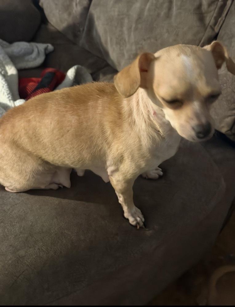 Barney, Adoptable, Puppy Male Chihuahua.