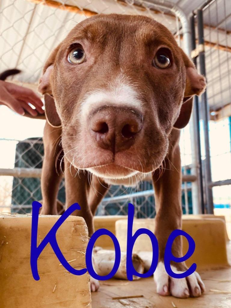 Kobe, Adoptable, Adult Male Pit Bull Terrier.
