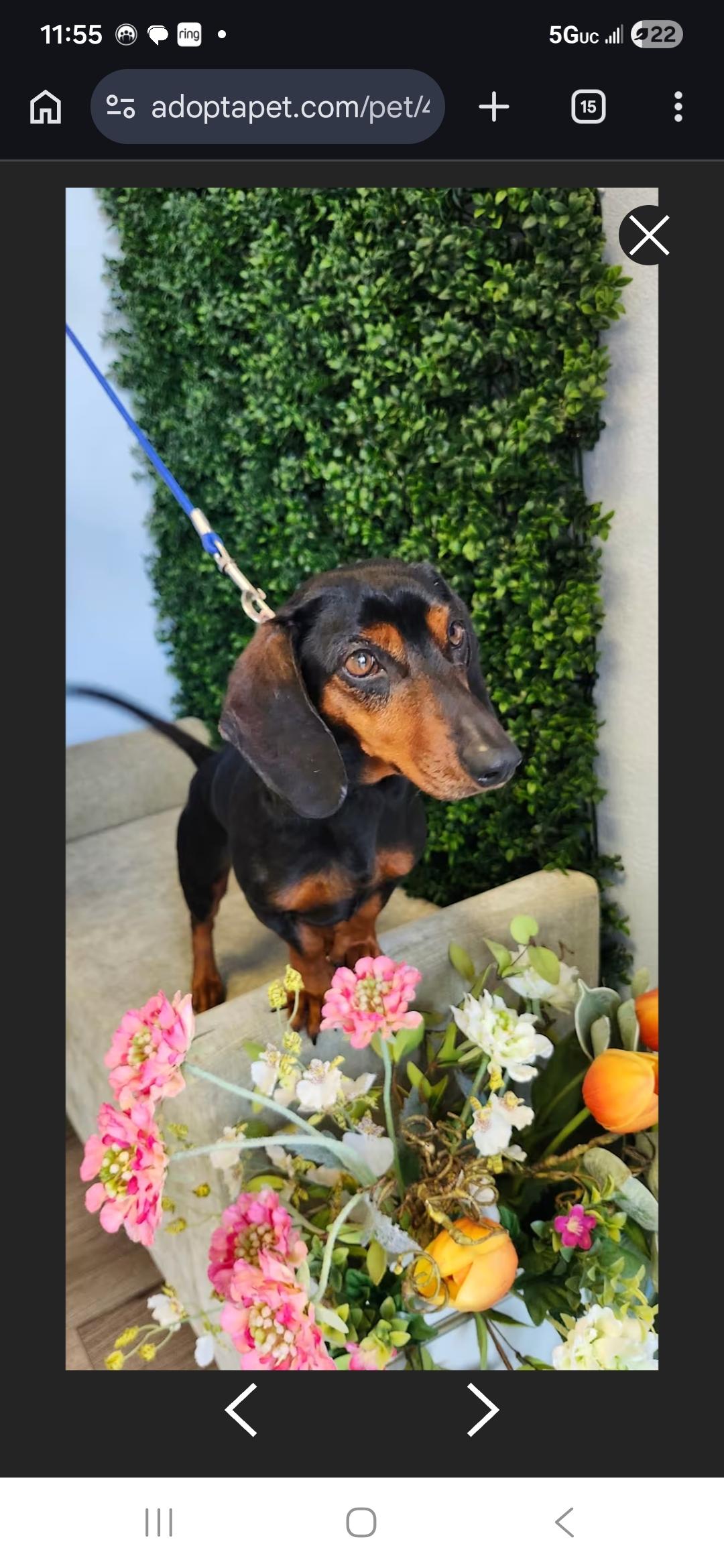 Enlarge Alma, a ADOPTABLE Dachshund in Torrance, CA image 1/3